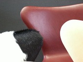 Arne Jacobsen (1902-1971)
7'er stole model 3107
Nybetrukket med læder fra
Arne Sørensens læderhandel
2 års garanti på både stol og ombetrækning
Mange forskellige farver og kvaliteter
Kun originale stole fra Fritz Hansen A/S
Priser incl stol fra
KUN kr. 2.995,-
emne nr:
65370 Arne Jacobsen (1902-1971)
7'er stole model 3107
Nybetrukket med læder fra
Arne Sørensens læderhandel
2 års garanti på både stol og ombetrækning
Mange forskellige farver og kvaliteter
Kun originale stole fra Fritz Hansen A/S
Priser incl stol fra
KUN kr. 2.995,-
emne nr:
65370